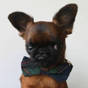 Meet your Posher, Maxine